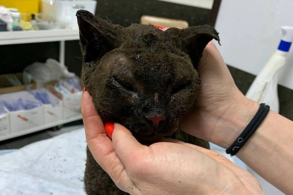 Укус кота спас жизнь челябинской пенсионерке 